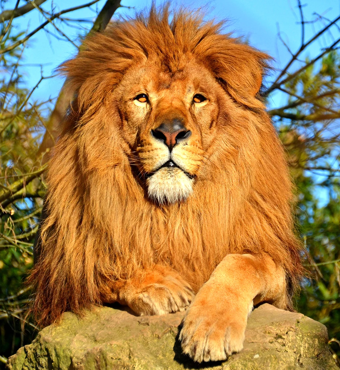 Катангский Лев. Красивое животное