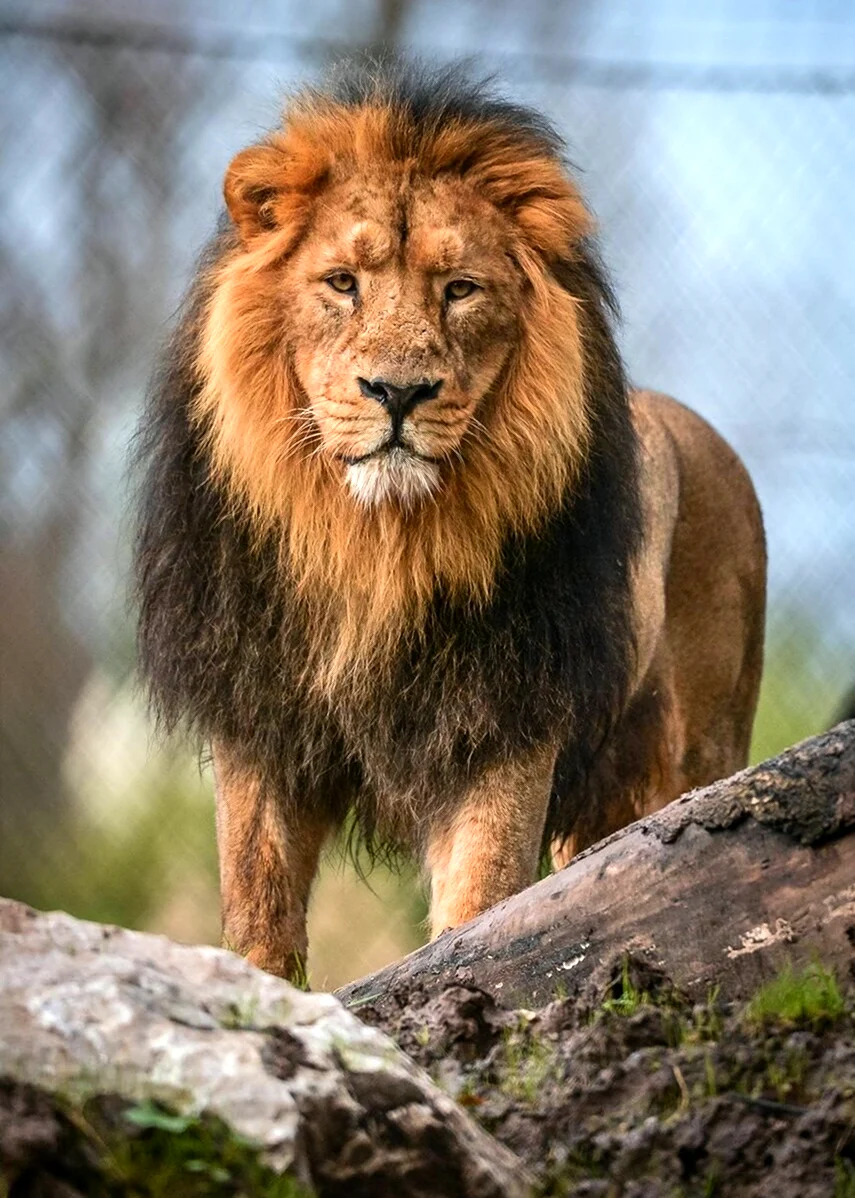 Катангский Лев. Красивое животное