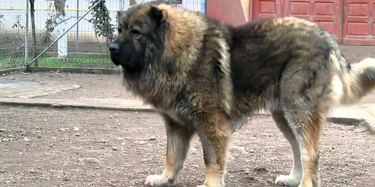 Кавказская овчарка 100 кг. Красивое животное