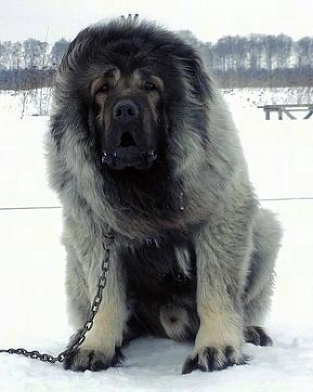 Кавказская овчарка 110 кг. Красивое животное