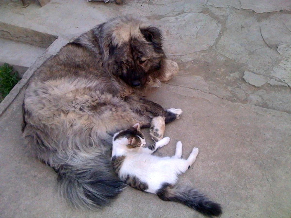 Кавказская овчарка и кошка. Красивое животное