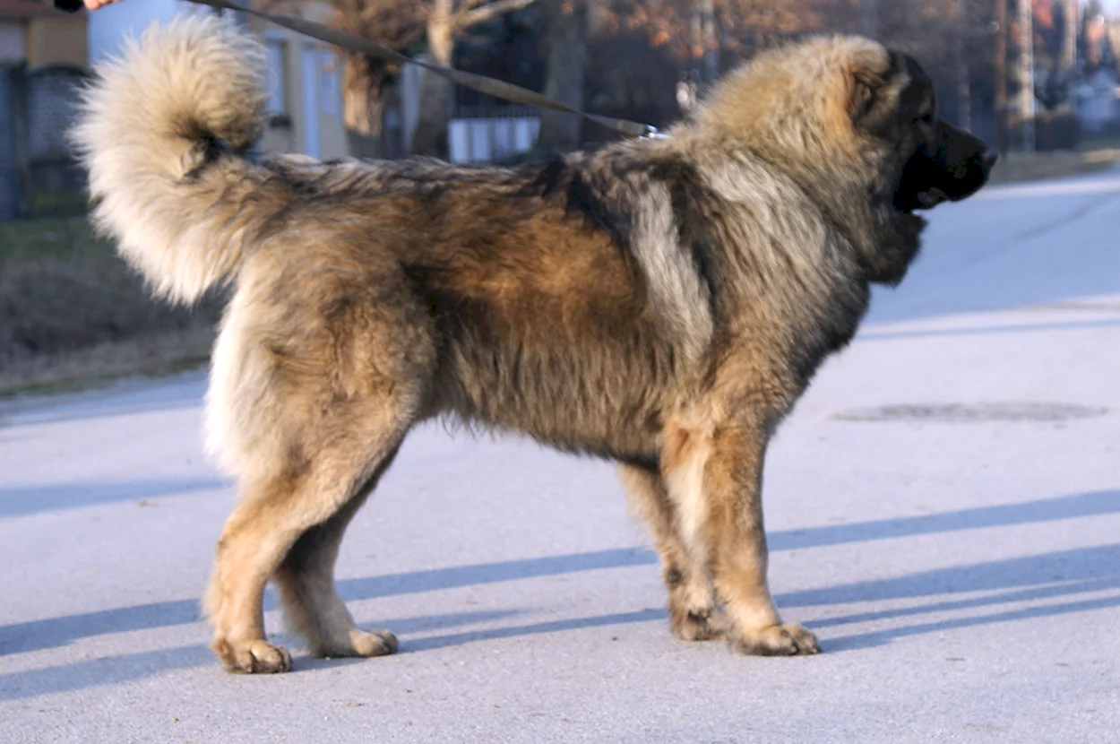Кавказская овчарка стандарт породы. Красивое животное