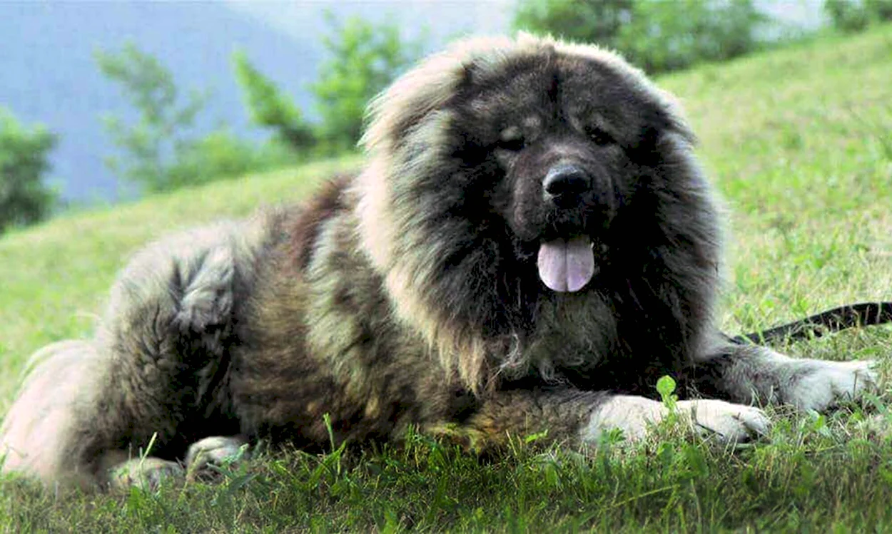 Кавказская овчарка волкодав. Красивое животное