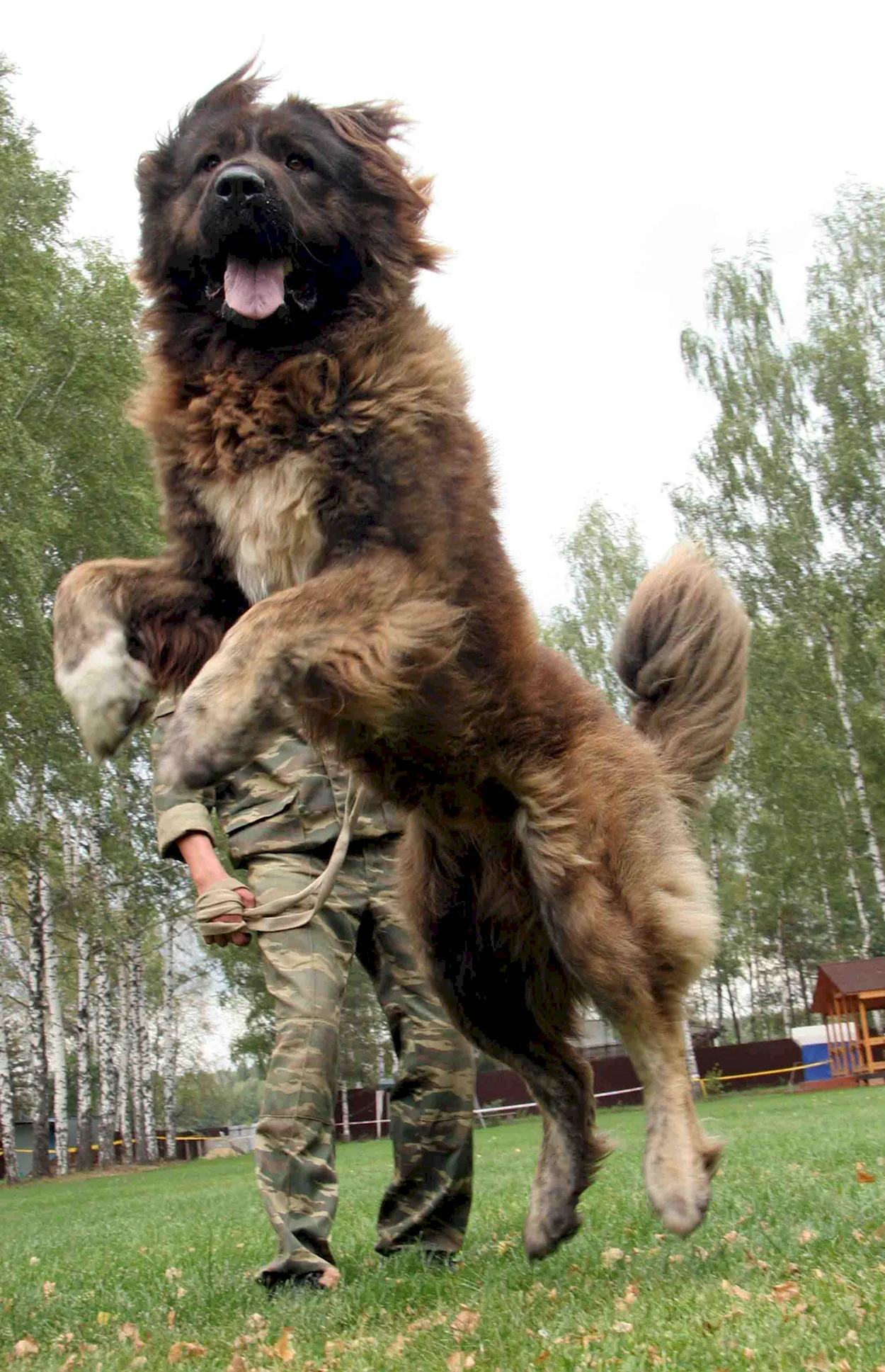 Кавказская овчарка волкодав. Красивое животное