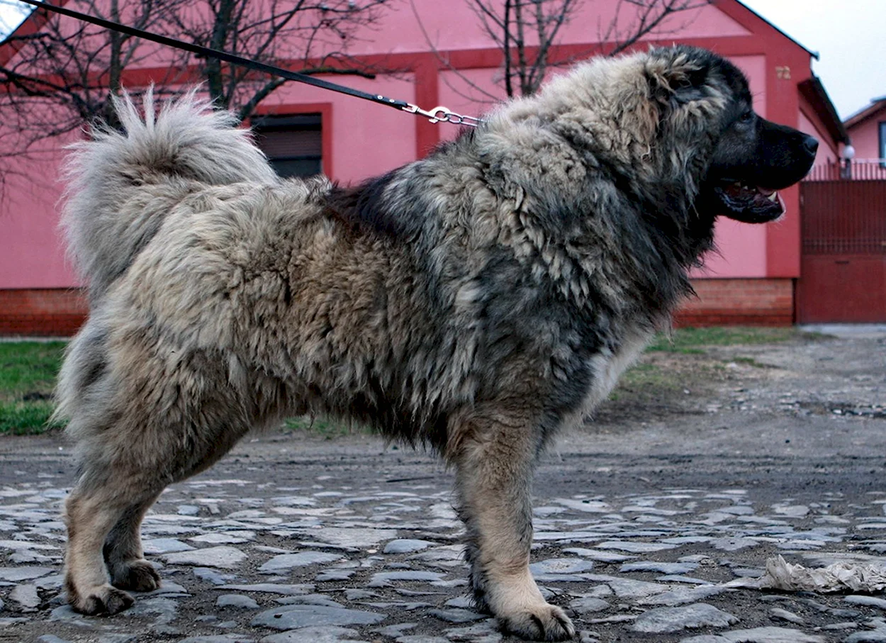 Кавказская овчарка волкодав черно белая. Красивое животное