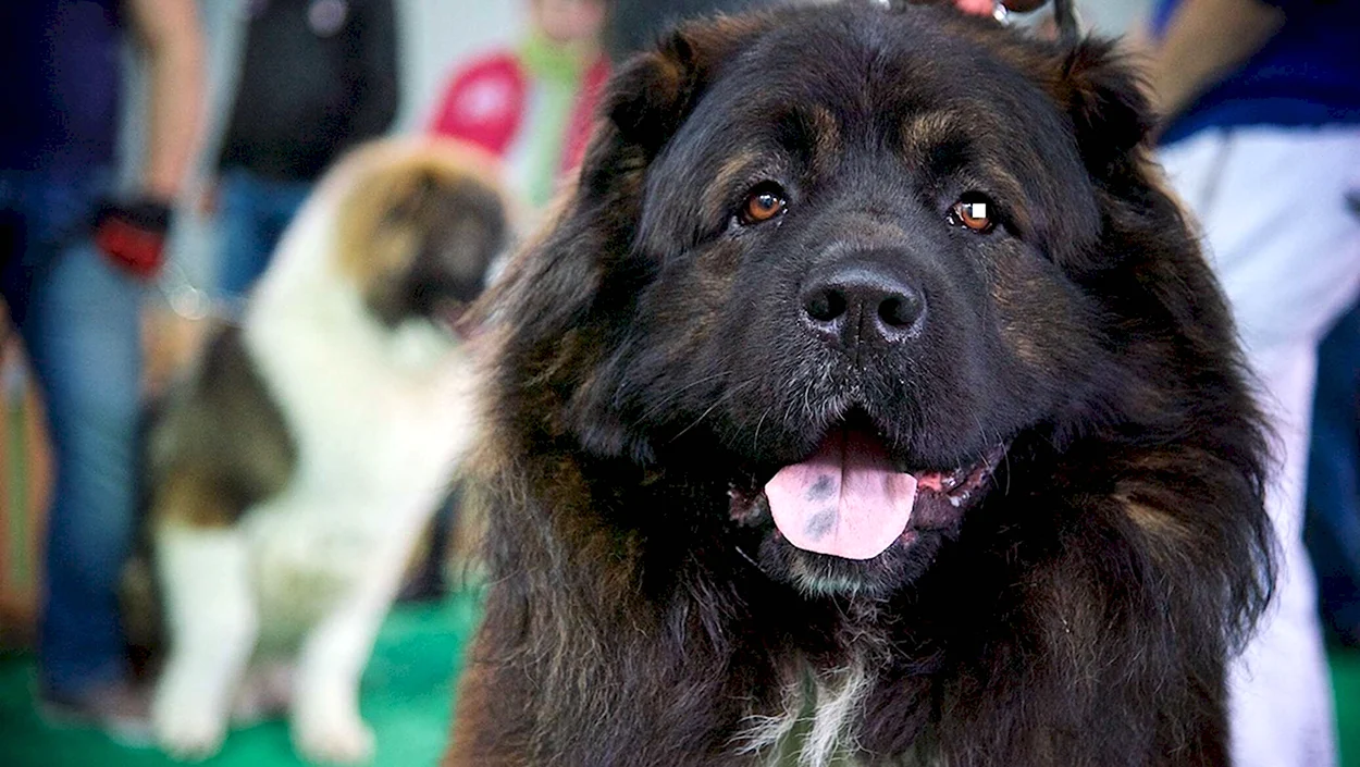 Кавказская порода собак черный. Красивое животное