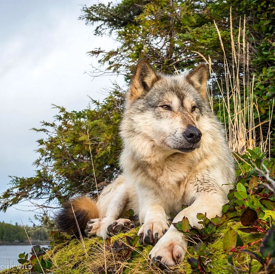 Кавказский волк. Красивое животное