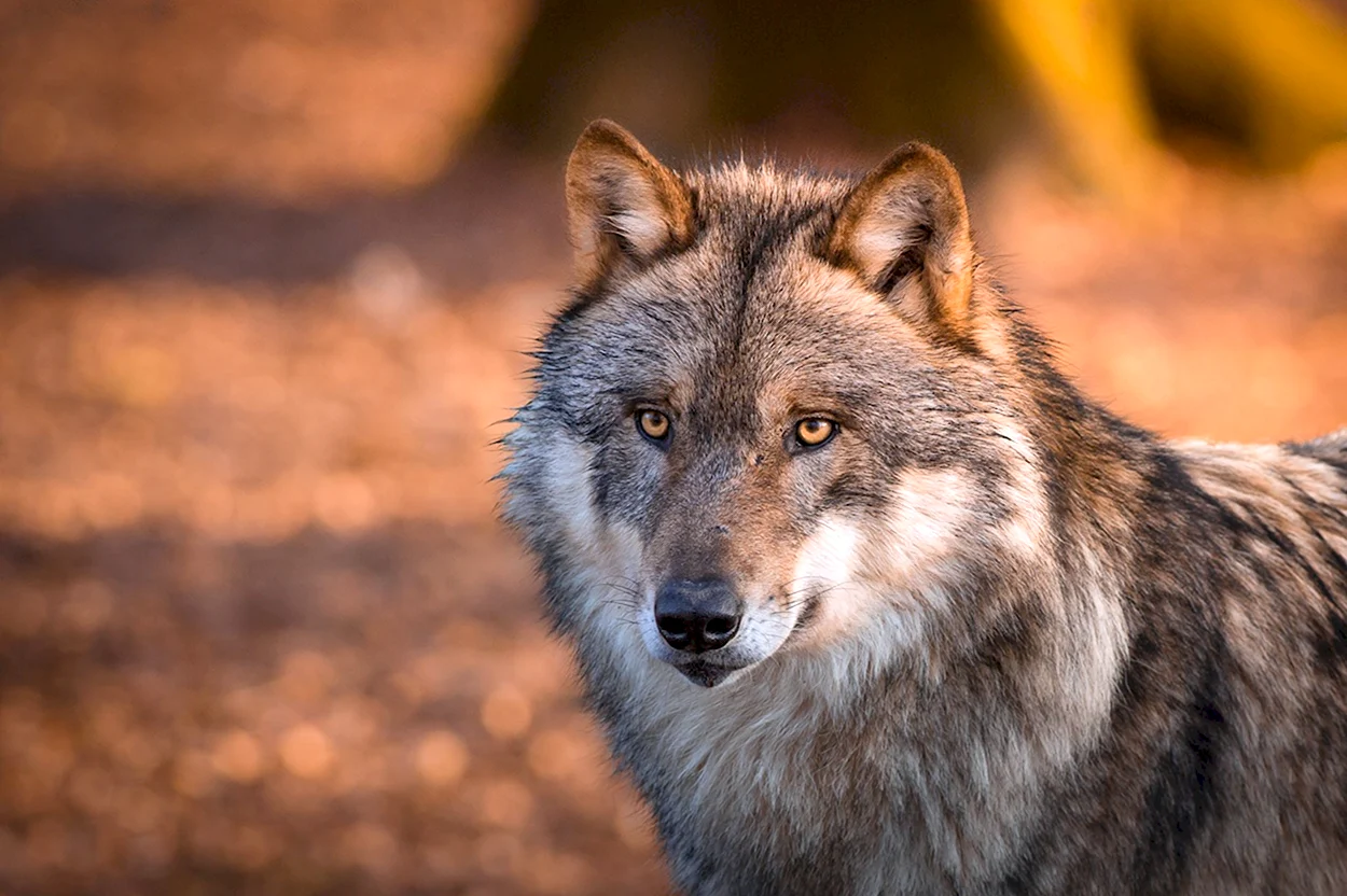 Кавказский волк. Красивое животное
