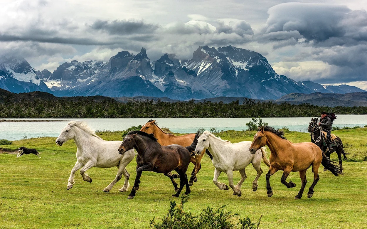 Казахстан пастбище Жайляу горы лошади. Красивое животное