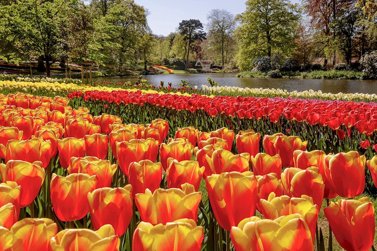 Кейкенхоф парк Нидерланды. Красивая картинка