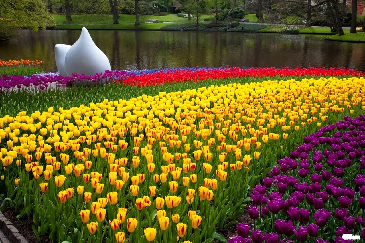 Кёкенхоф Нидерланды цветочные поля. Красивая картинка