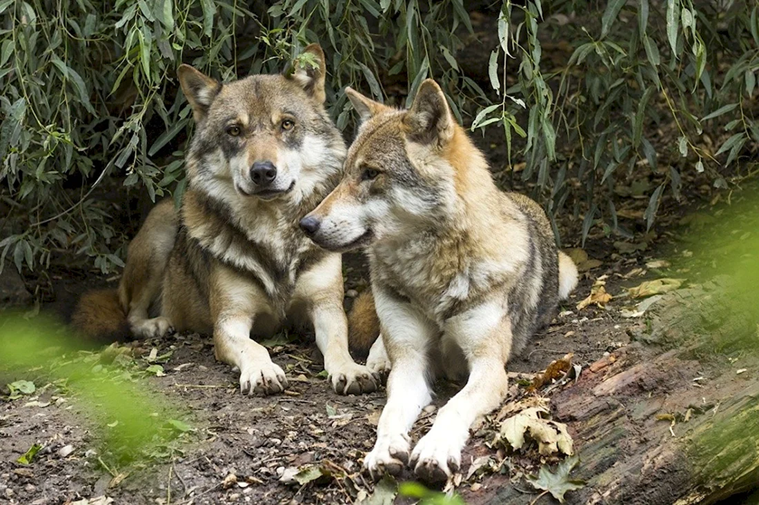 Кенайский волк canis Lupus alces. Красивые картинки животных