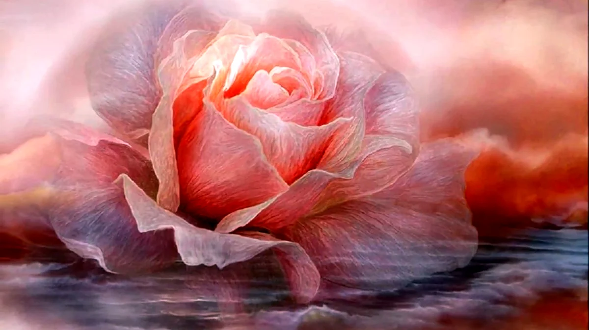 Кэрол Каваларис розы. Красивая картинка