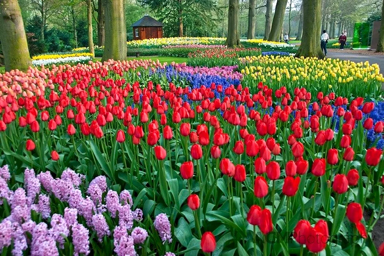 Keukenhof Gardens Нидерланды. Красивая картинка