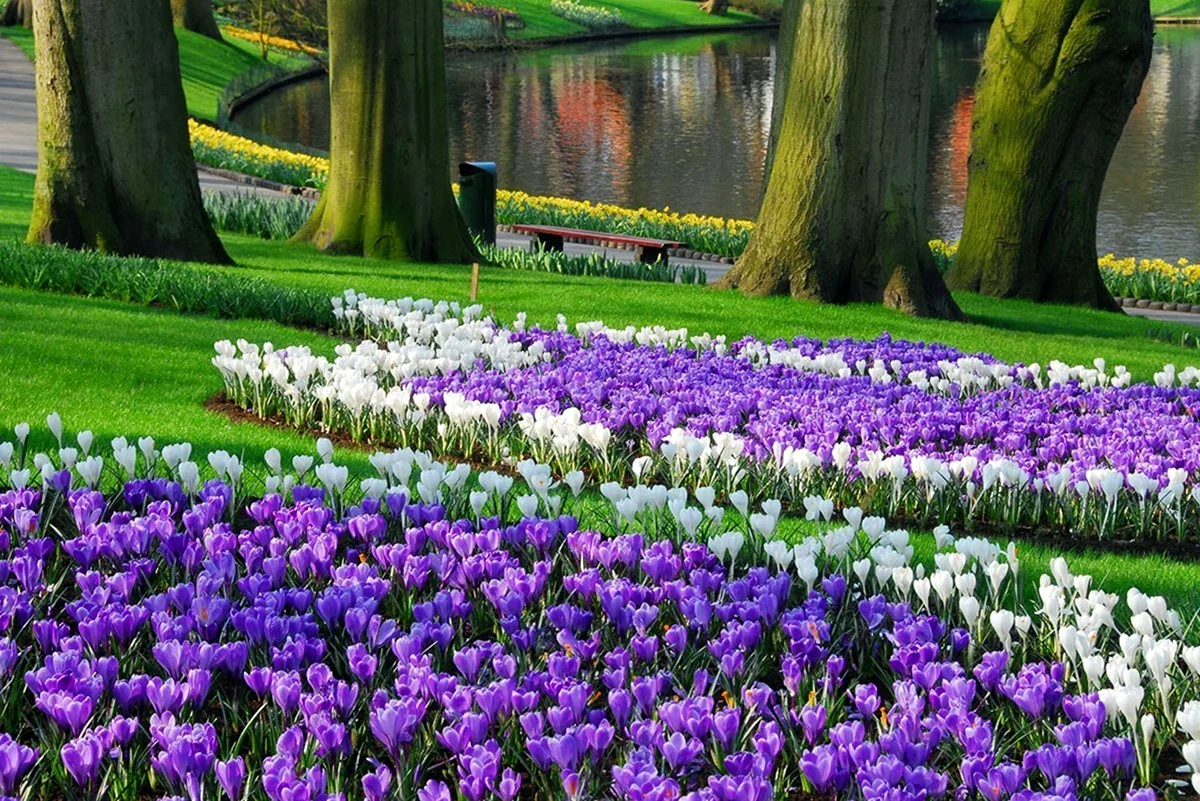 Keukenhof Tulip Garden. Красивая картинка