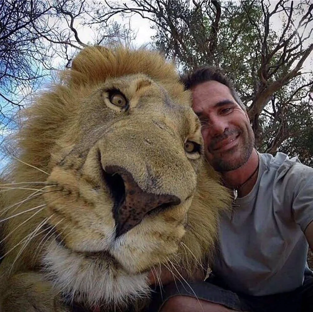 Кевин Ричардсон и львы. Картинка