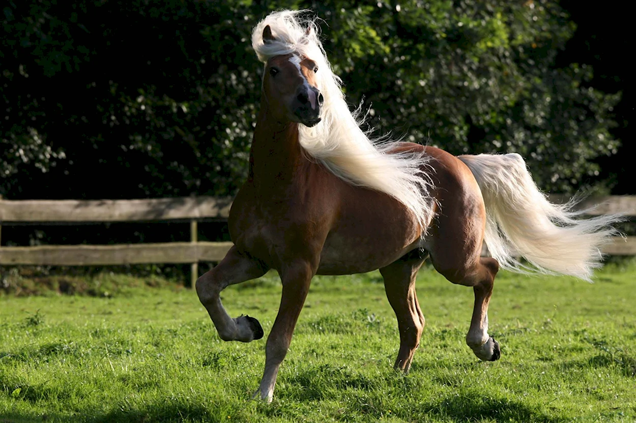 Хафлингер порода лошадей. Красивое животное