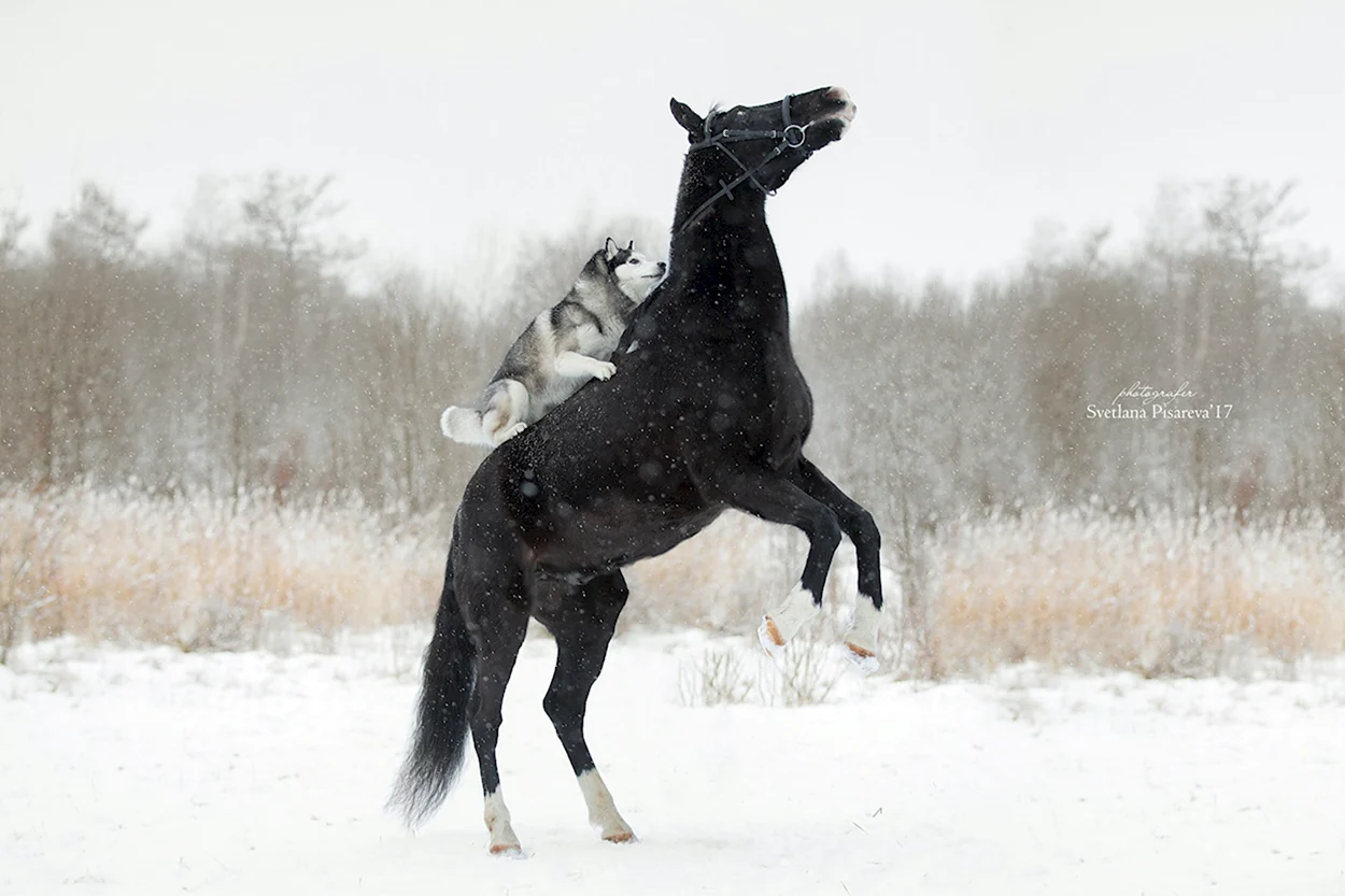 Хаски и лошадь. Красивое животное