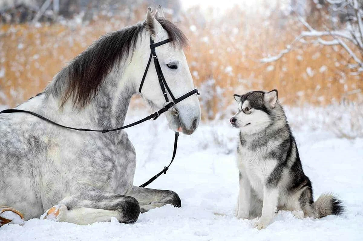 Хаски и лошадь. Красивое животное