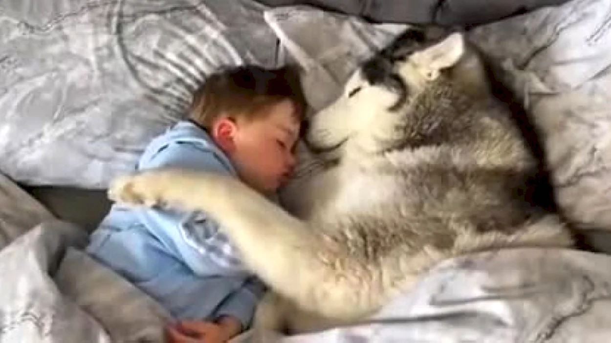 Хаски спит с ребенком. Красивое животное