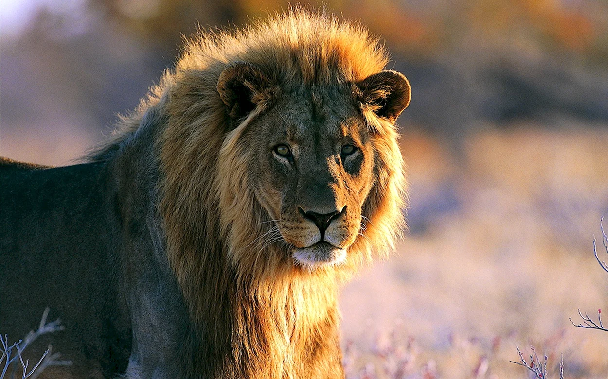 Хищные животные Лев. Красивое животное