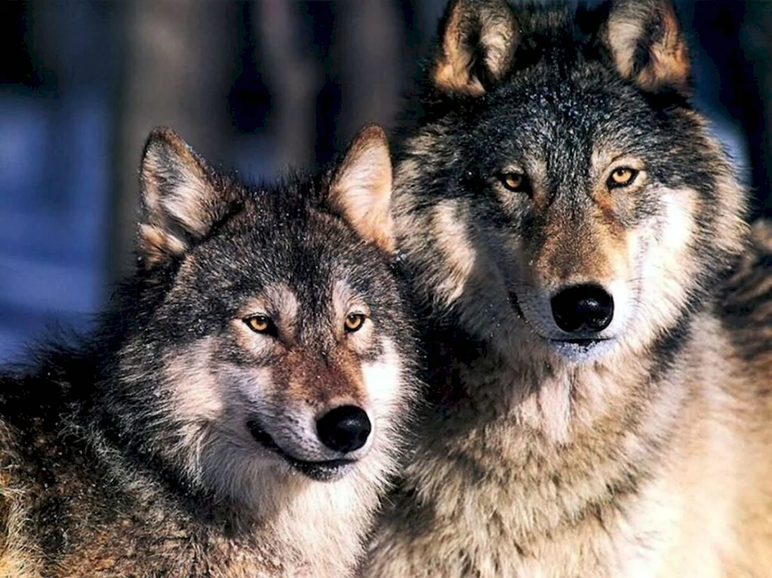 Хорни волк. Красивые картинки животных