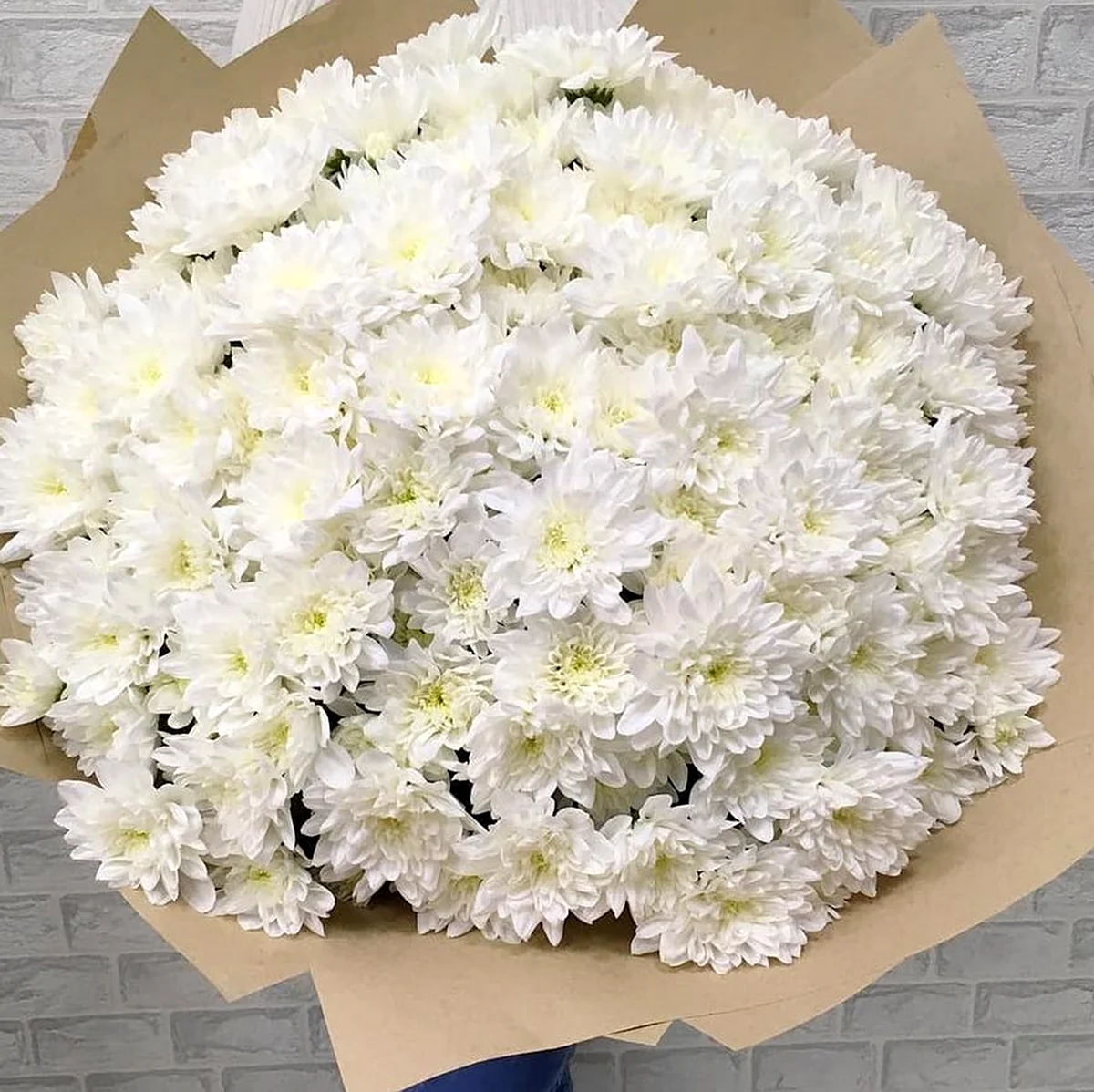 Хризантема кустовая Алтай белая. Картинка