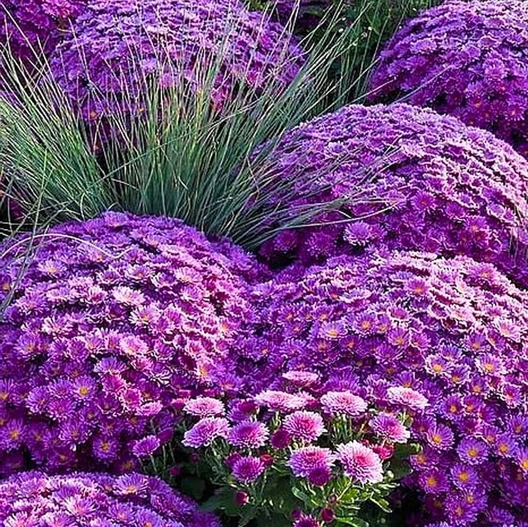 Хризантемы шаровидные фиолетовые. Красивая картинка