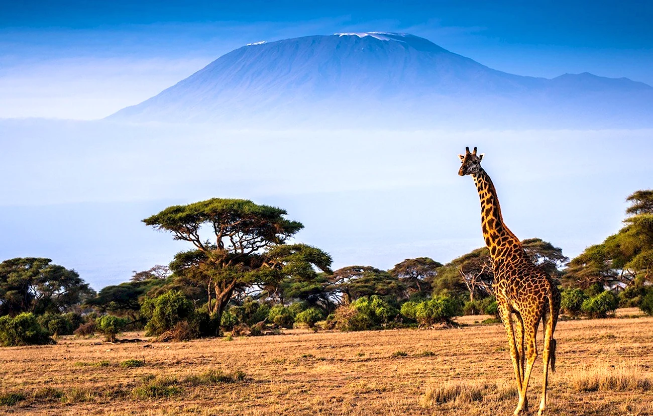 Килиманджаро Африка. Картинка