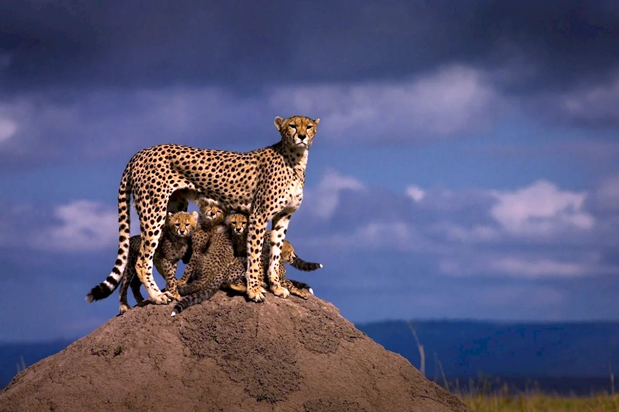 Килиманджаро леопард. Красивое животное