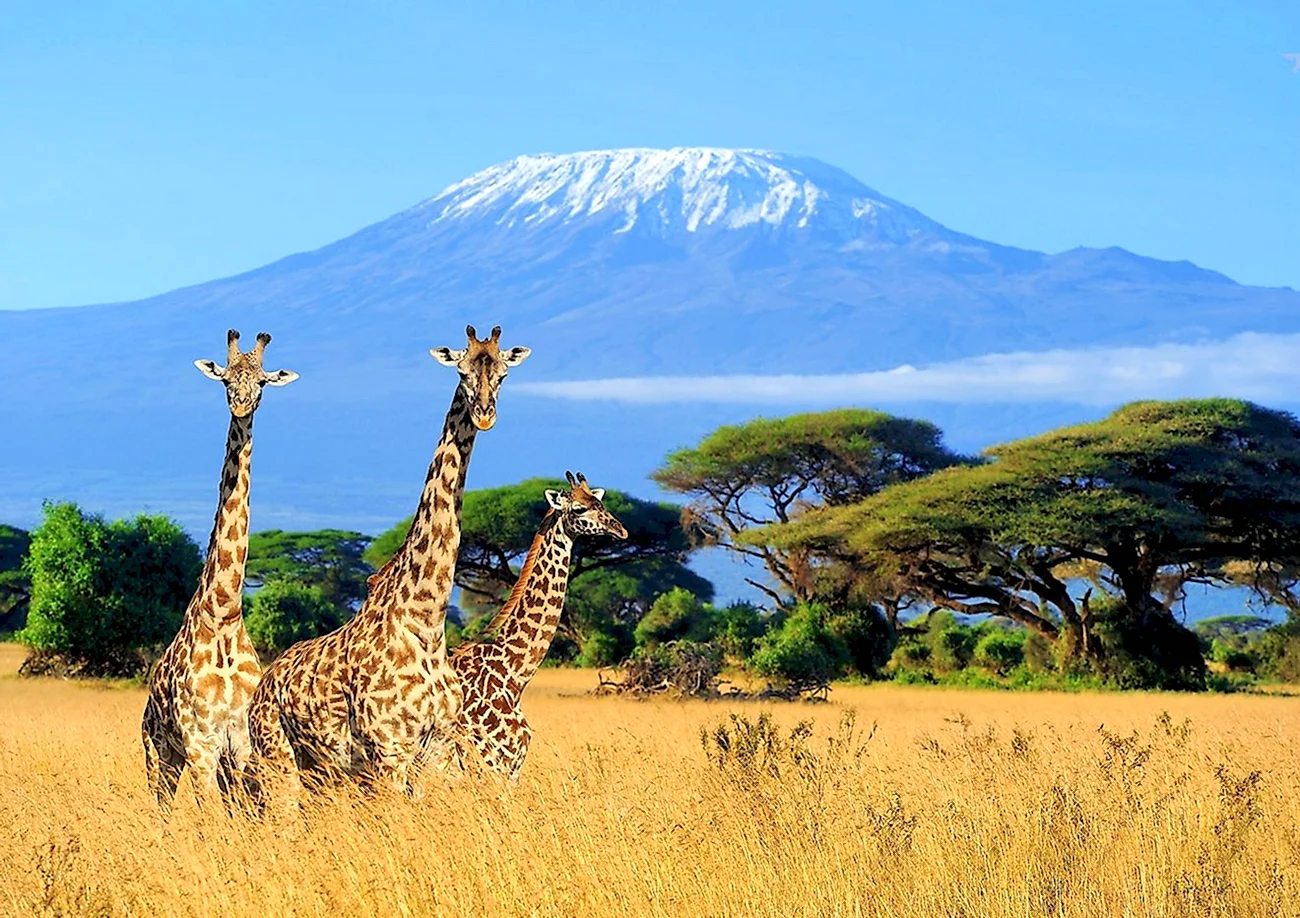 Килиманджаро Танзания. Картинка