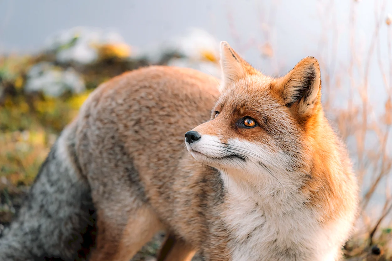 Кильпе лисица. Красивое животное