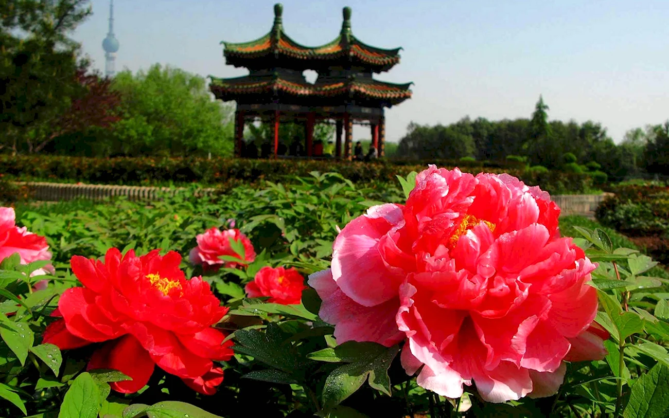 Китай парк пионов Лоян. Красивая картинка