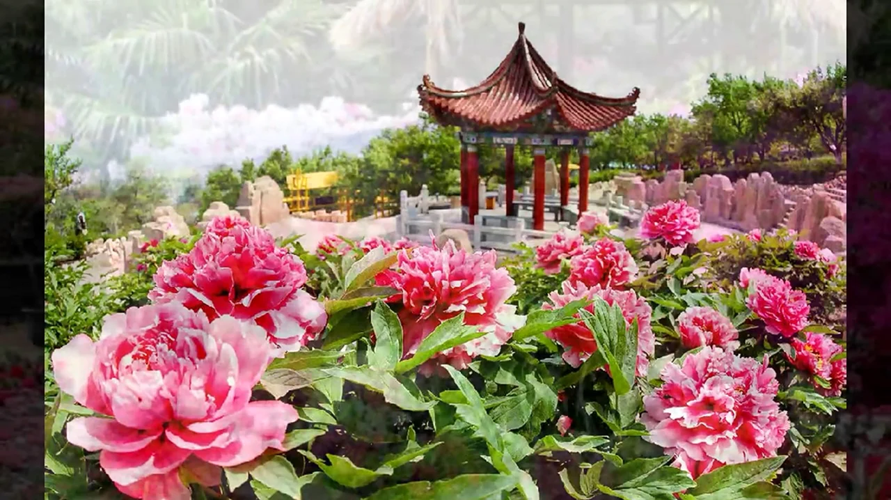Китай парк пионов Лоян. Красивая картинка