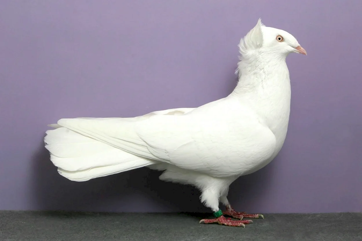 Китайская Чайка порода голубей. Красивое животное