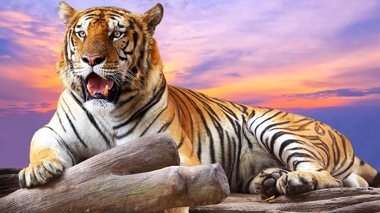 Китайский тигр живой. Красивое животное