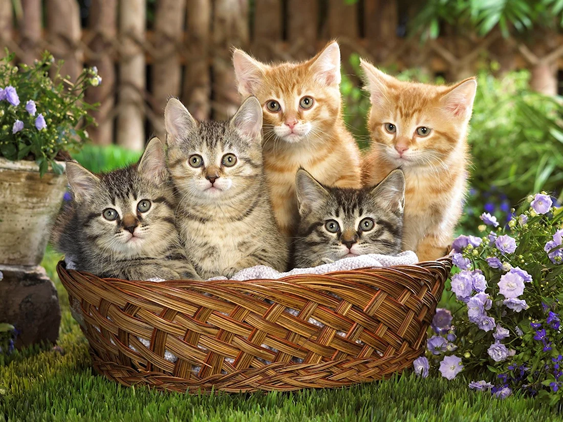 Kittens in a Basket Photographic Print on Canvas. Красивые картинки животных
