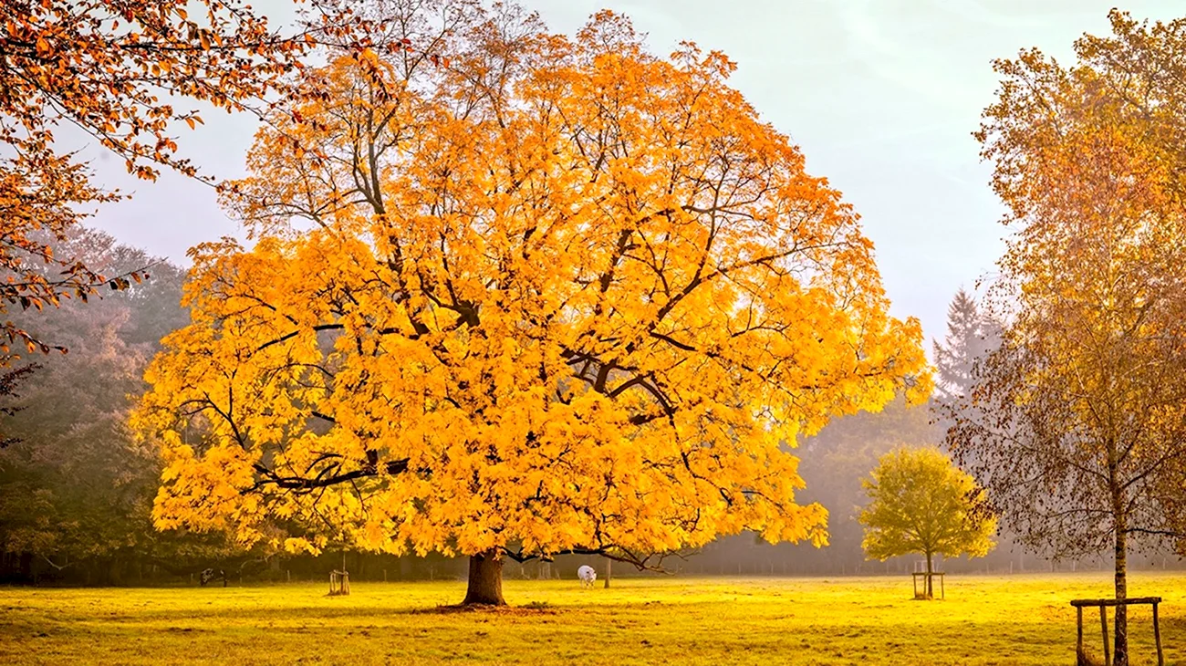 Клен желтый дерево. Картинка