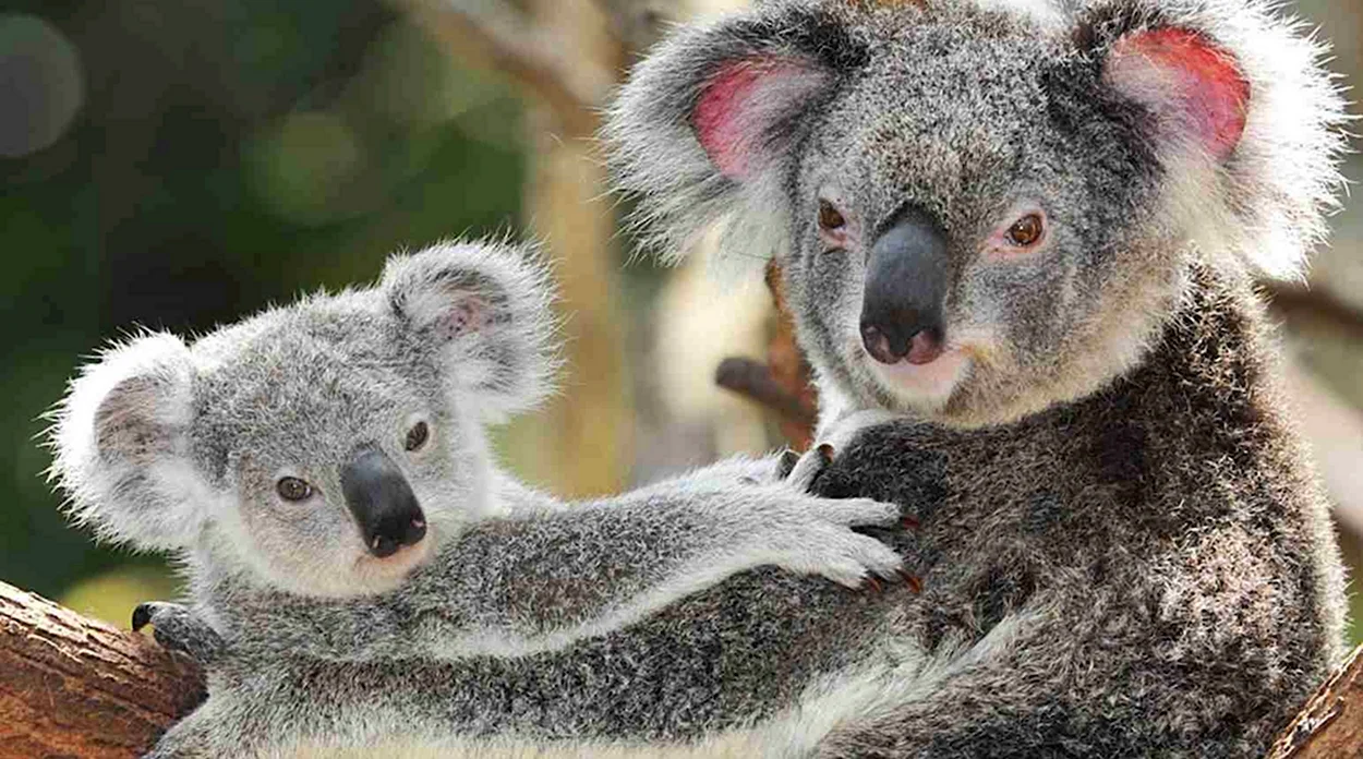 Коала и детеныш Австралия. Красивое животное