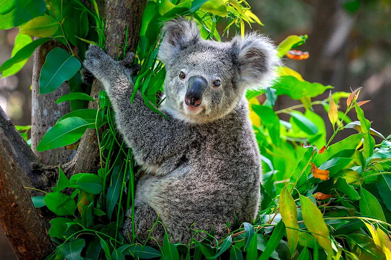 Коала в Австралии. Красивое животное