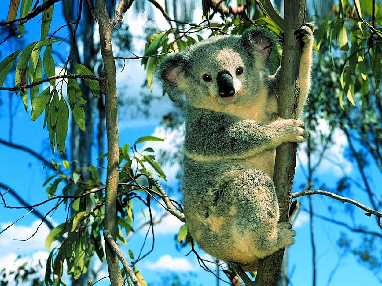 Коала в Австралии. Красивое животное