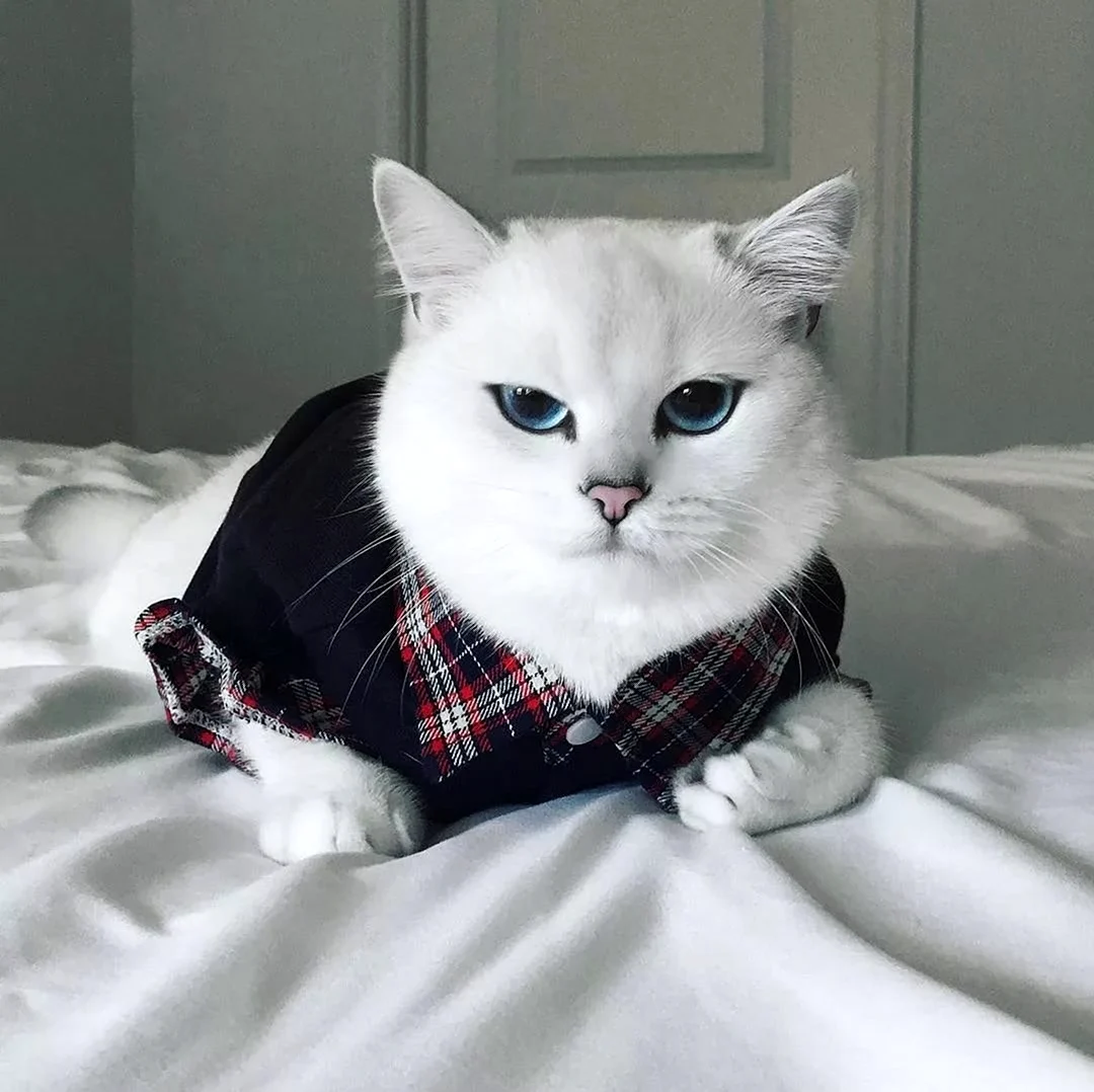 Коби кошка с голубыми глазами. Красивое животное
