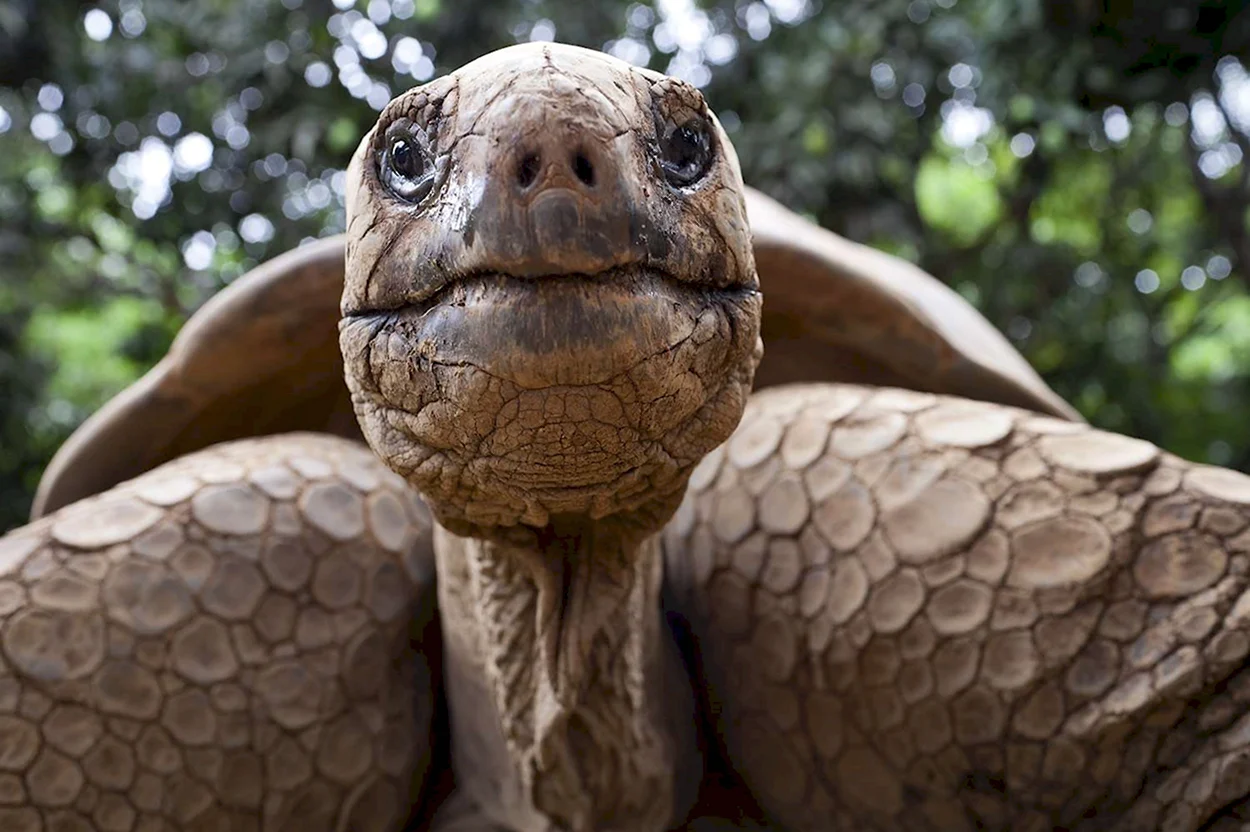 Коко джамбо черепаха. Красивое животное