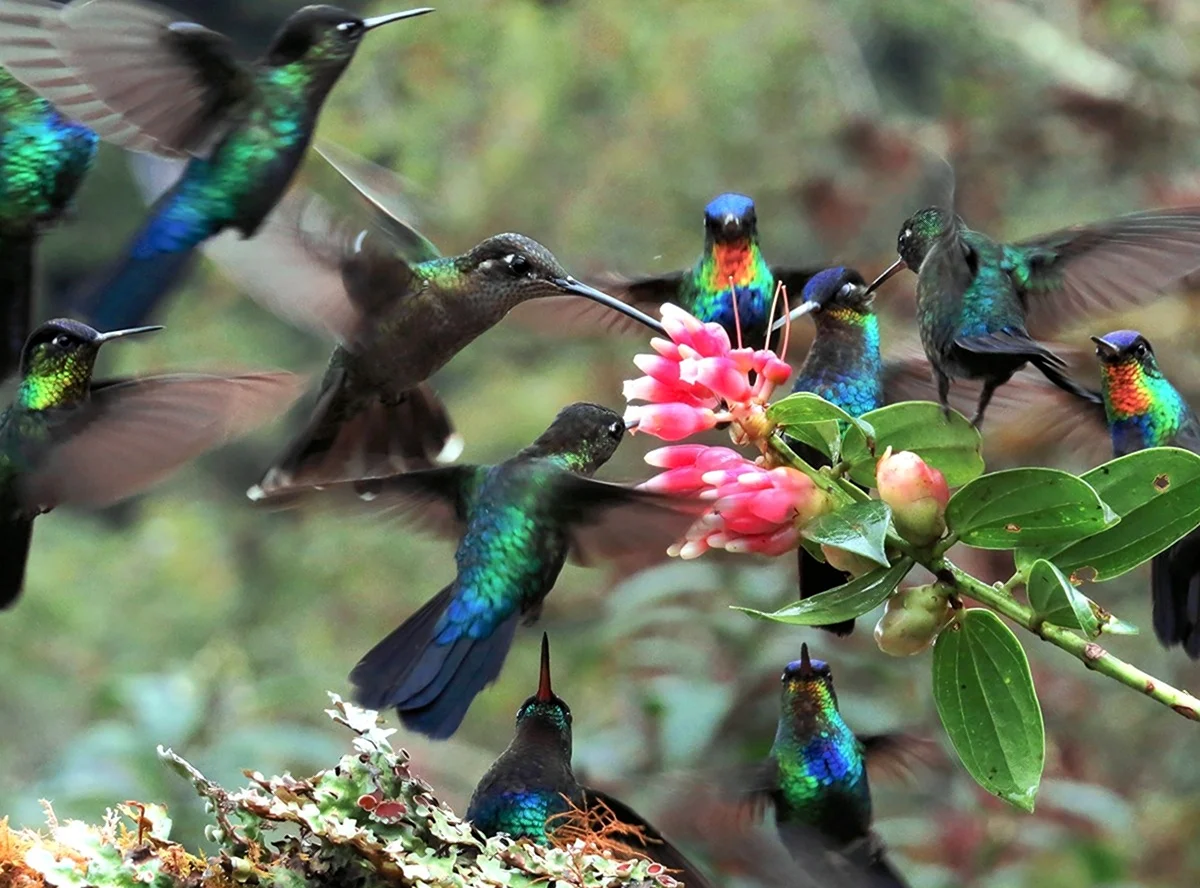 Колибри Южной Америки. Картинка