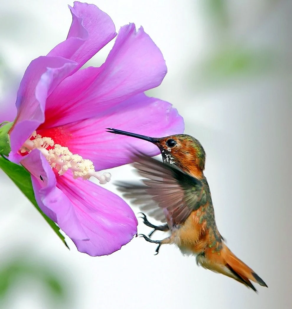 Колибри опыляет цветы. Картинка