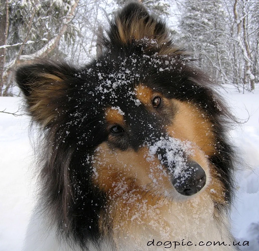 Колли в снегу. Красивое животное