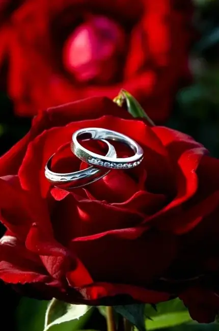 Кольцо «роза». Красивая картинка