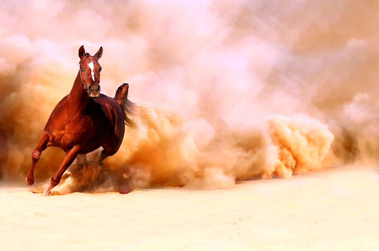 Конь бежит по пустыне. Красивое животное