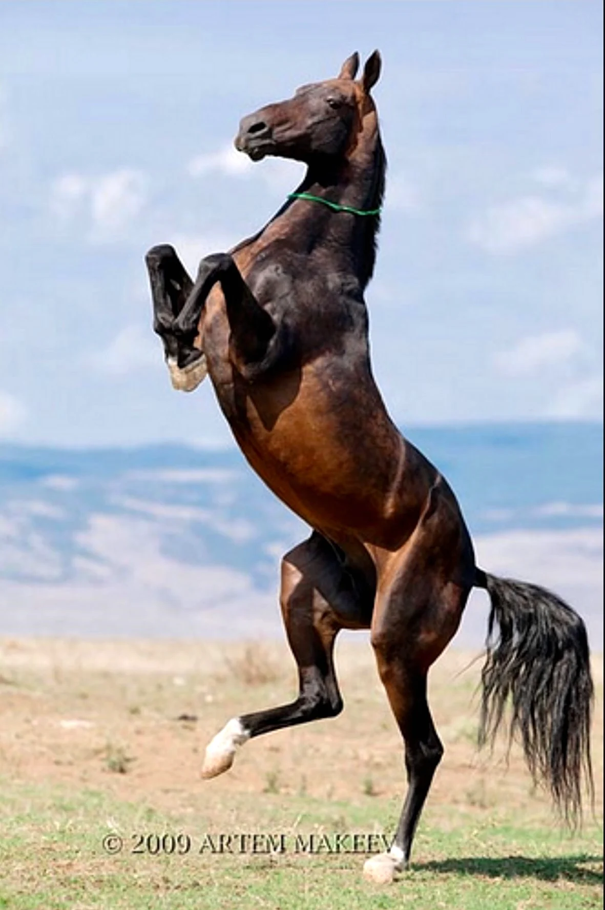 Конь на дыбах. Красивое животное