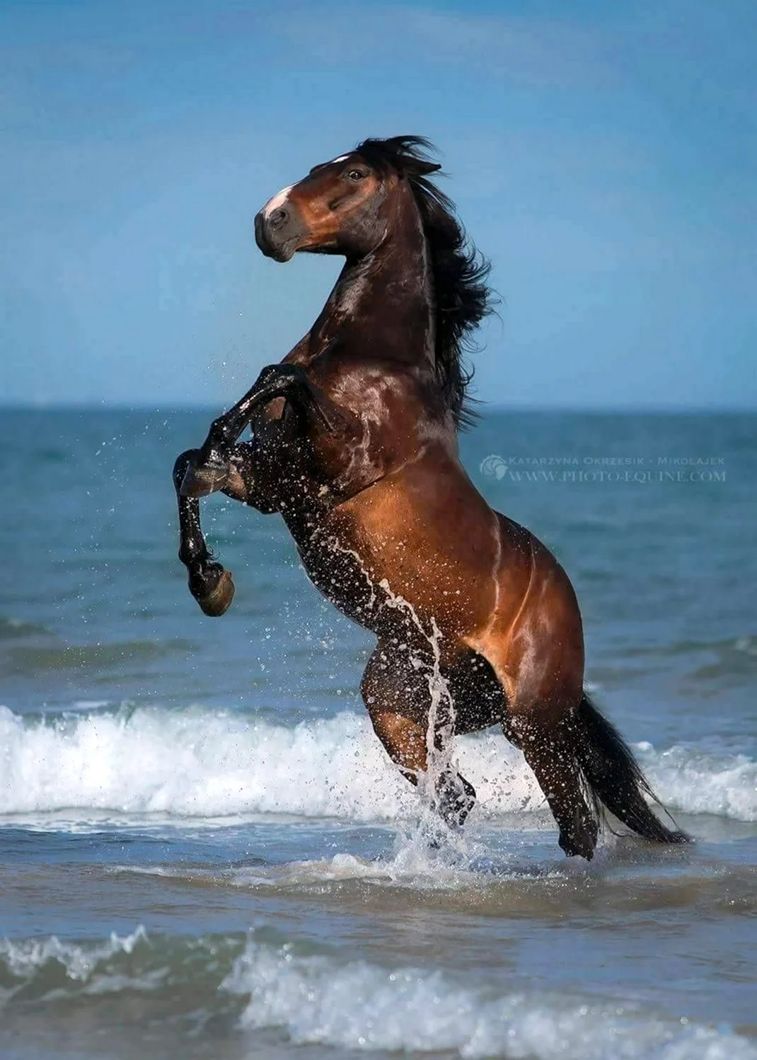 Конь скачет. Красивое животное